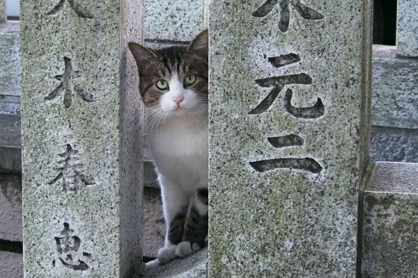 カメラ目線でにゃんだおレオ太