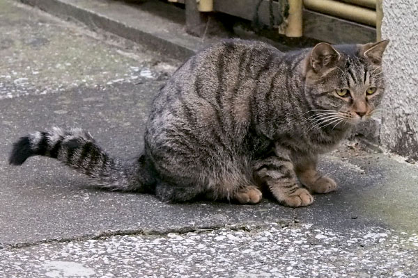 遠慮がちなタビサンク