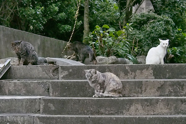 ４にゃん階段