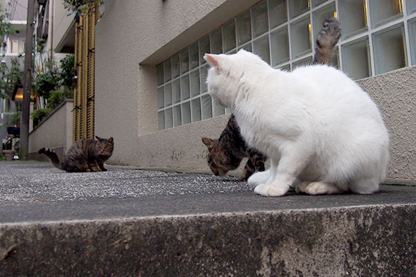 タビサンクにまだあまり慣れてないハク