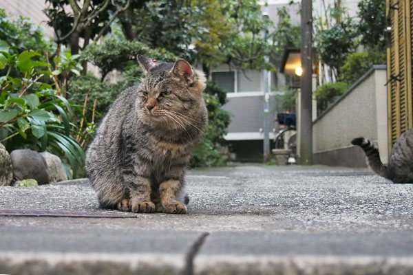 カリカリは要らにゃいタビゾンヌ