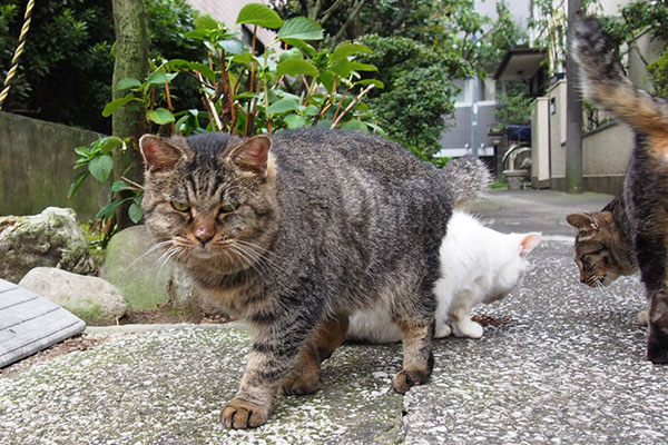 タビゾンヌとハクとタビワン