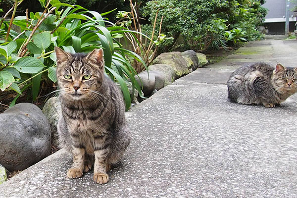 呆れ顔のタビッツと微笑むタビゾンヌ