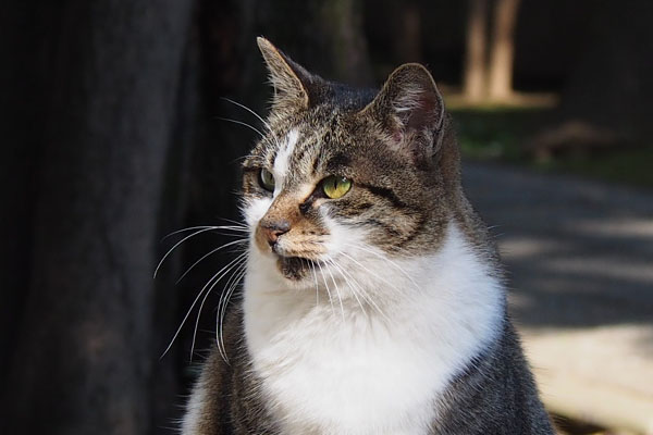 かわいい顔の雫