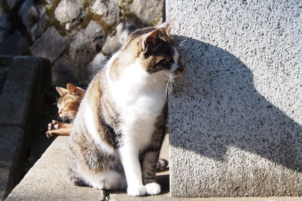 雫がクロテを見ている