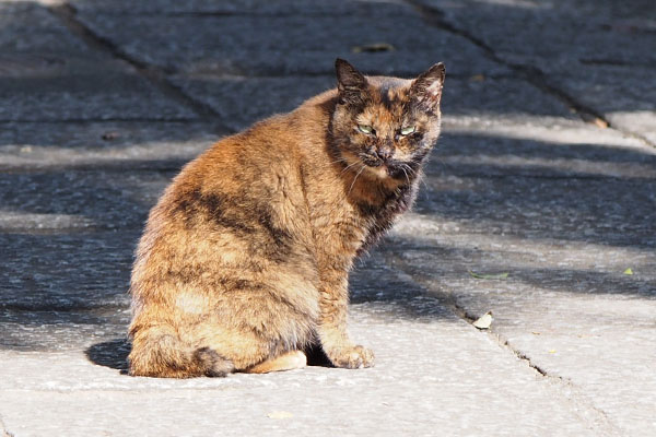 撮るヒトを睨むクロテ