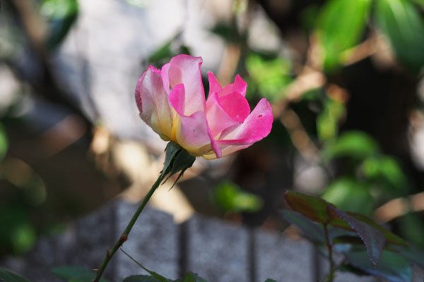 back side of rose petal