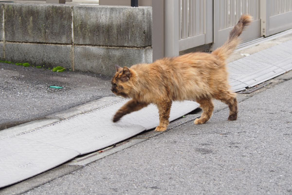 帰宅したチイちゃん