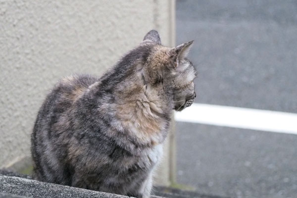 こそっと出て来た銀