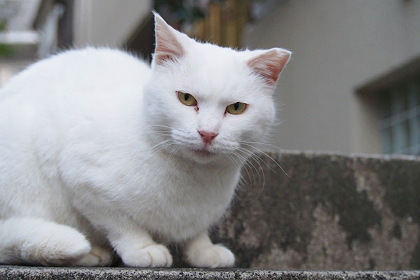 銀ちゃんのお給仕してたら背後にハク