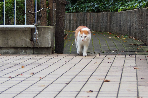 見ながら追いかけてきたプリン