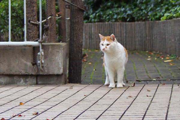 アンをジッと見るプリン