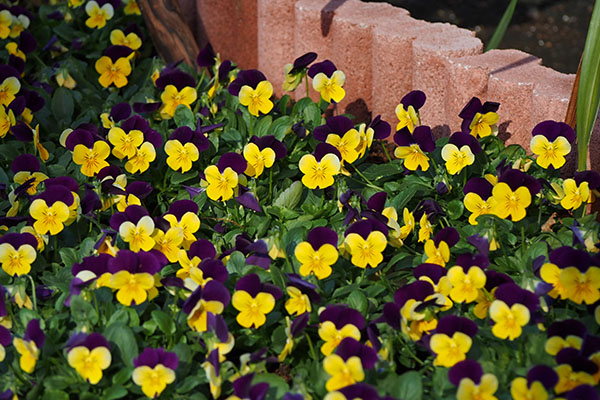 tiny flower bed of pansy
