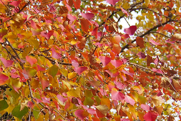 紅葉した木白い実があるよ