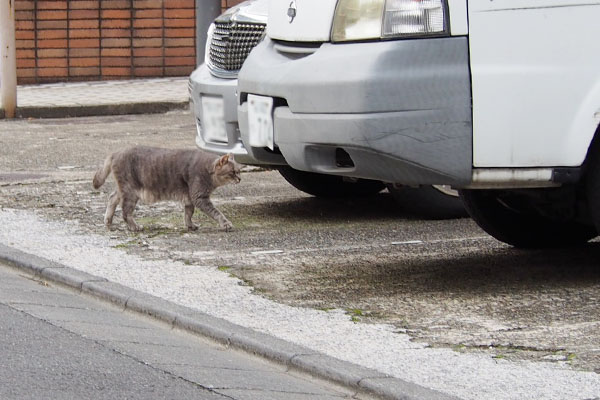 移動中のグリ