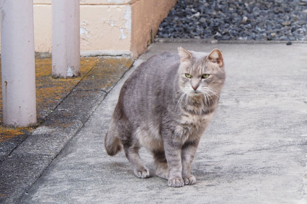 お向かいのおじさんが見ている