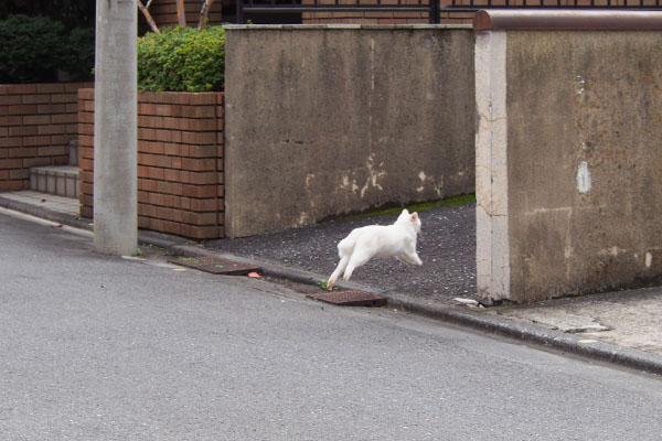 駆け抜けるうさぎ