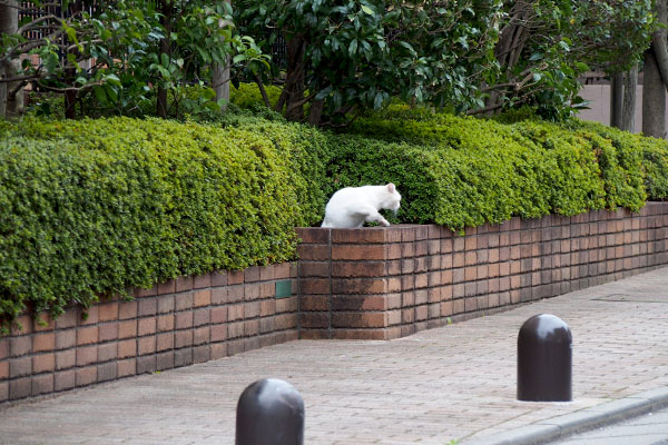 植え込みから抜け出すうさぎ