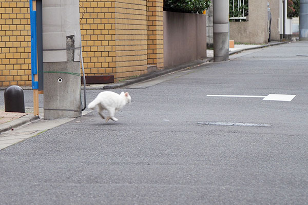 猛ダッシュのうさぎ