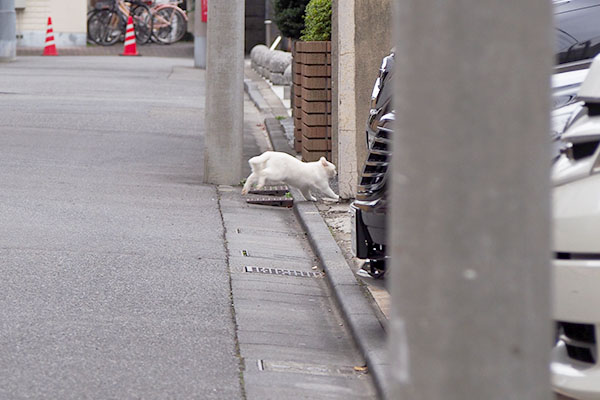 前日の同じ家へ入るうさぎ