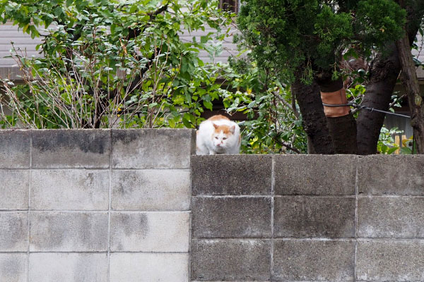 遠くに見えたプリン