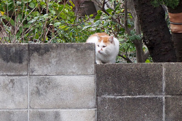 緊張の面持ちのプリン