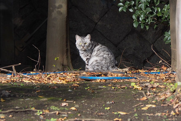 角度を変えてシルバ