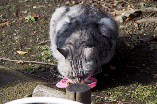 鼻にシワを寄せているシルバ