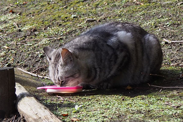 少しはなれて食べてるシルバ