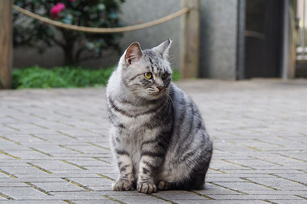 お座りシルバ右見て