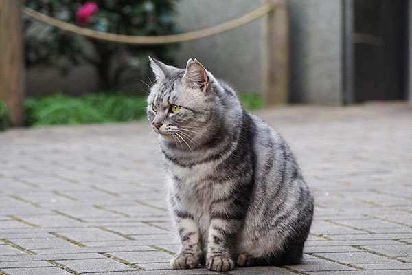 お座りシルバ左見て