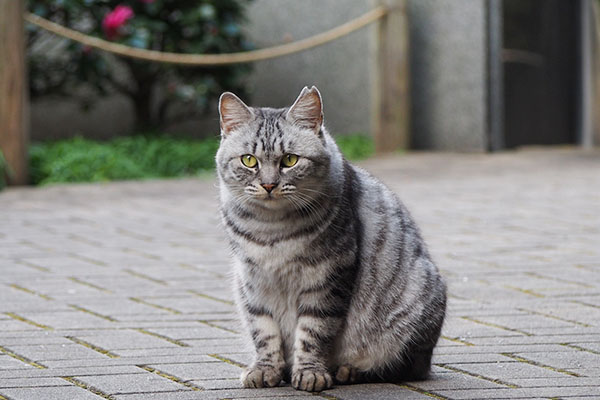 お座りシルバ前を見て