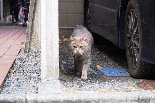 出て来たグリ君