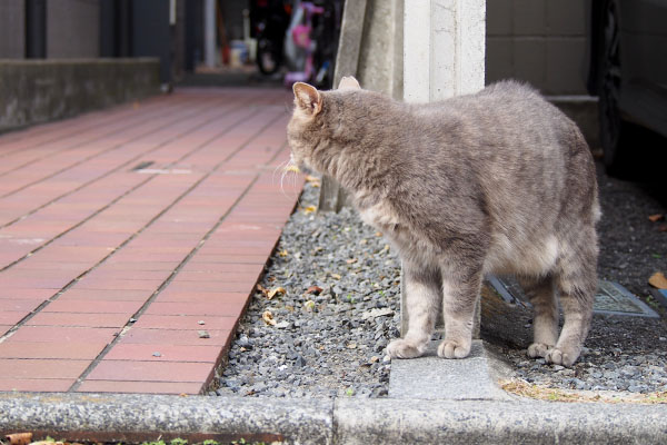 白猫さんみっけ