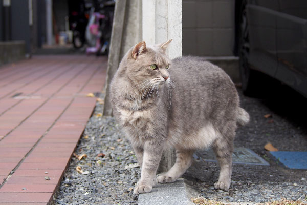 黒縞猫が遠くに