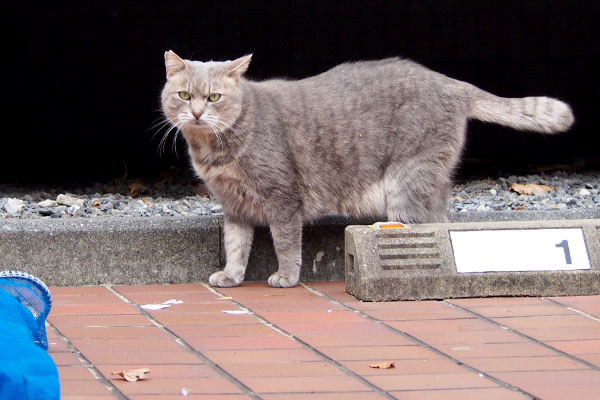 ボクも洋猫の血がどっぷりだけどにゃ