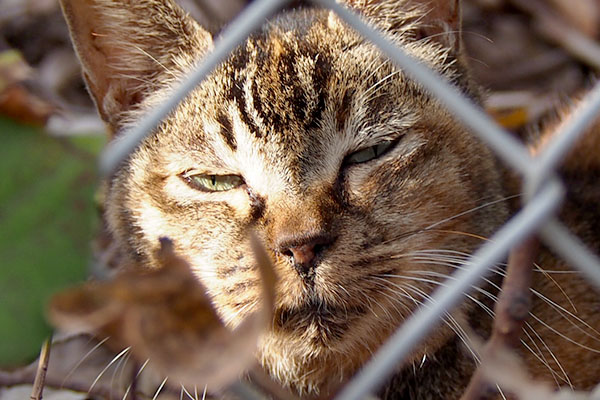 ruru close up thr fence