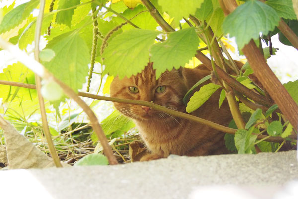 his ear made of green leaves