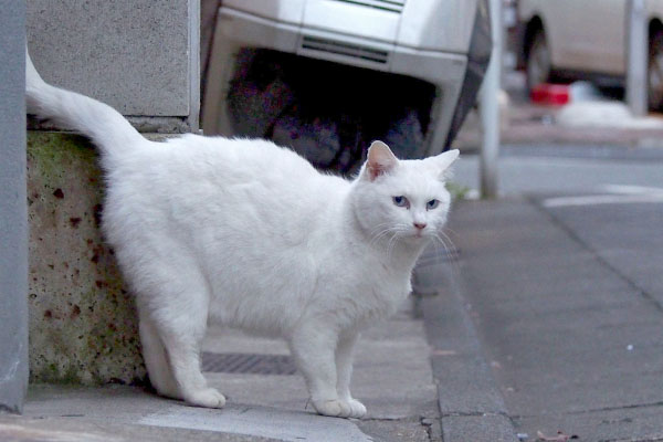 キリリとしたけどオヤツ求む