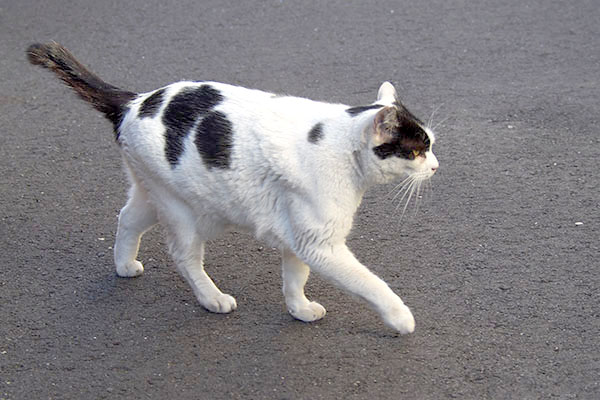 しっぽを上げて歩く坊横から