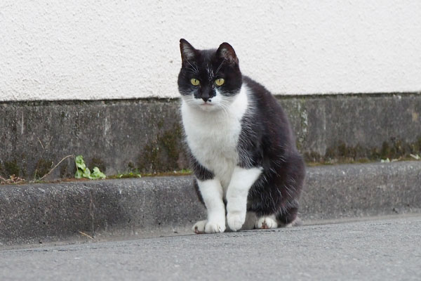 コテが見ているのはトッキー