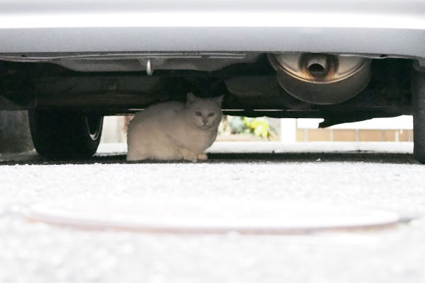 うさぎちゃん車の下