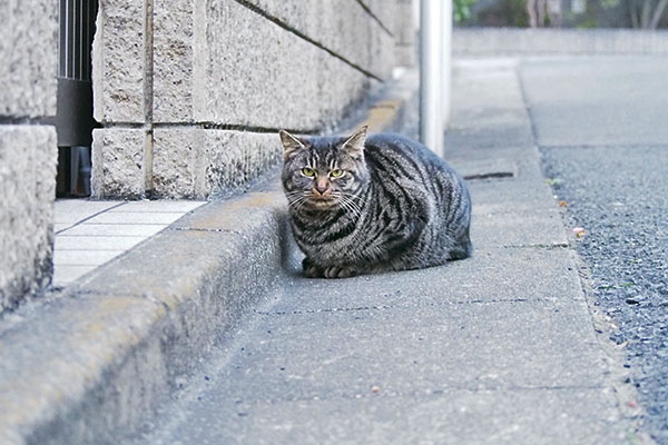 じっと待つきじとらちゃん