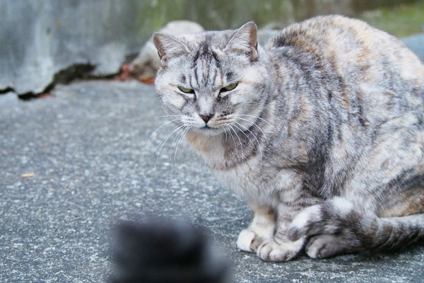 タビワンを見ているコワイ顔の銀