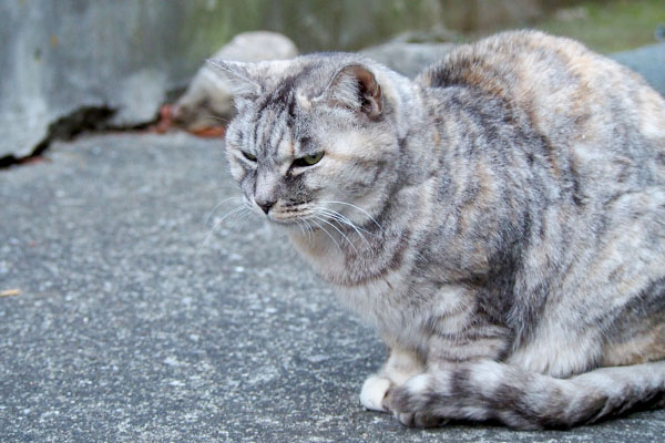 階段の上でクールな銀