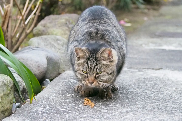 背後にタビゾンヌ