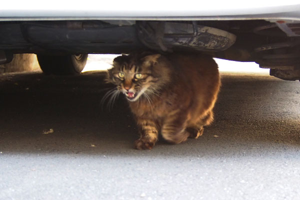 車の下からこにゃにゃちは