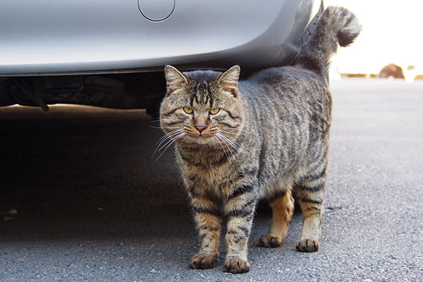 トッキーのロックオン