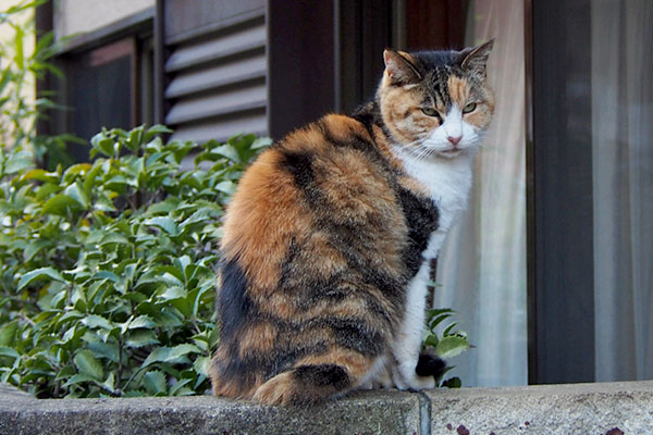 足元しっぽマフラーオトワ