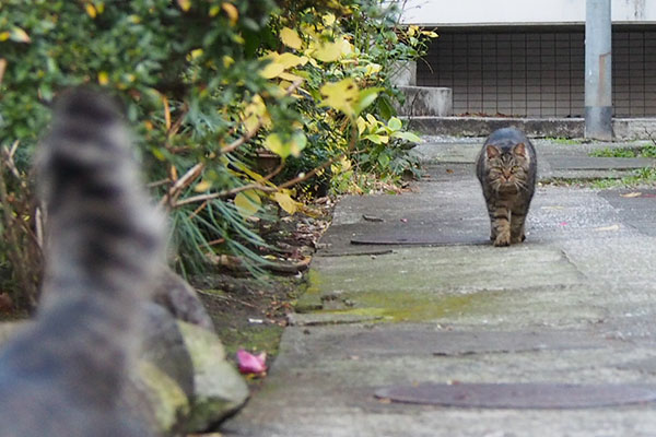 タビゾンヌ１手前タビワンのしっぽ